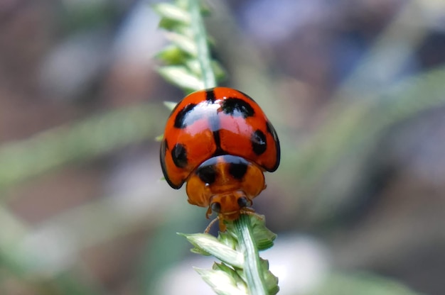 Ein Marienkäfer auf einer Pflanze mit einem grünen Blatt im Hintergrund.