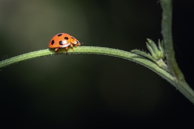 Ein Marienkäfer, der auf Zweigen kriecht