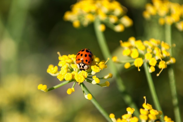 Ein Marienkäfer sitzt auf einer gelben Blume.