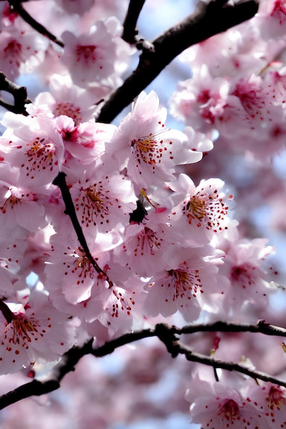 Ein Meer aus rosa Kirschblüten in Hülle und Fülle