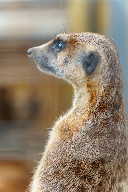 Ein Meerkat im Zoo Das Leben der Tiere in einem Käfig zur Unterhaltung der Menschen Fürsorge für seltene Tierarten