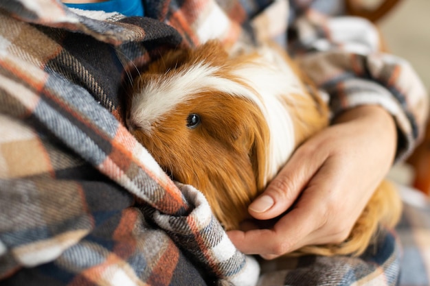 Ein Meerschweinchen mit langem Fell sitzt auf den Händen einer Person