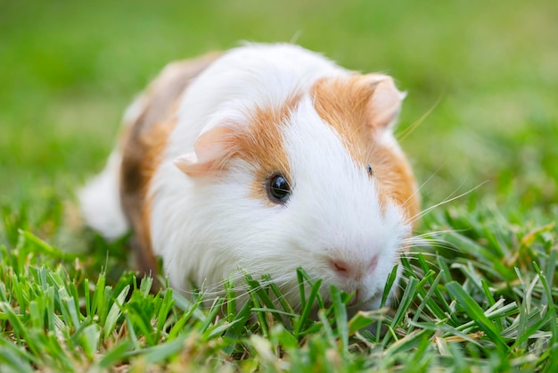 Ein Meerschweinchen oder Cavy sitzt auf dem grünen Gras und läuft auf dem Rasen