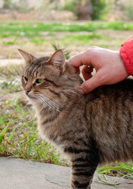 Ein Mensch streichelt eine getigerte Katze.