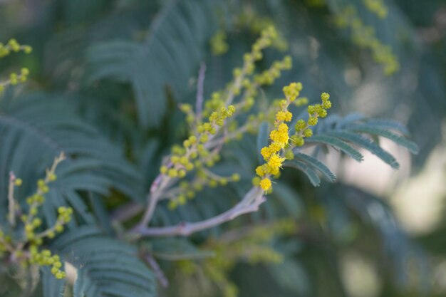 Ein Mimosenbaum mit Bündeln seiner flauschigen, zarten Blüten und Knospen am Anfang