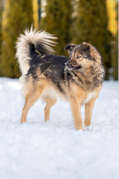 Ein Mischling mit einem großen, flauschigen Schwanz steht im Schnee, dreht sich um und beobachtet, was passiert.