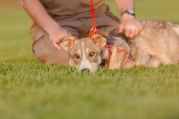 Ein Mischlingshund auf einem Spaziergang mit Besitzer. Hund auf dem Gras. Süßer Hund spielt. Annahme von Haustieren. Rettungshund