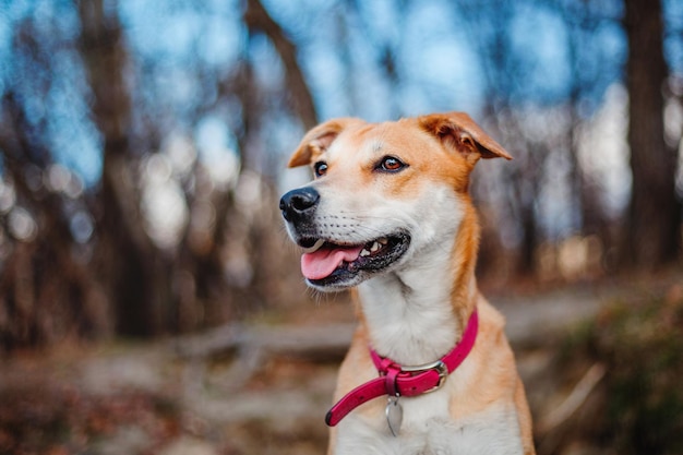 Ein Mischlingshund auf einem Spaziergang. Süßer roter Hund. Rettungshund. Lustiges Haustier. Annahme von Haustieren.