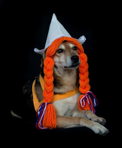 Ein Mischlingshund mit Zöpfen und einem holländischen Hut