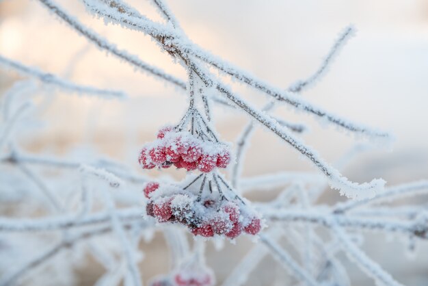 Ein mit Frost bedeckter Ebereschenzweig