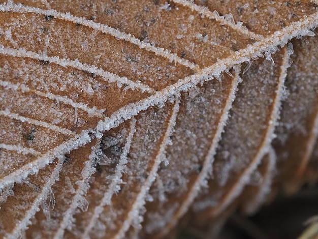 ein mit Reif bedecktes Blatt eines Baumes