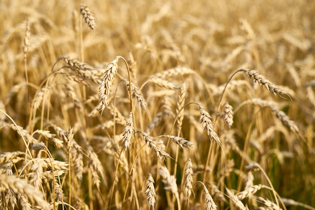 Ein mit Weizen gesätes Feld in der Ukraine. Getreidehandel