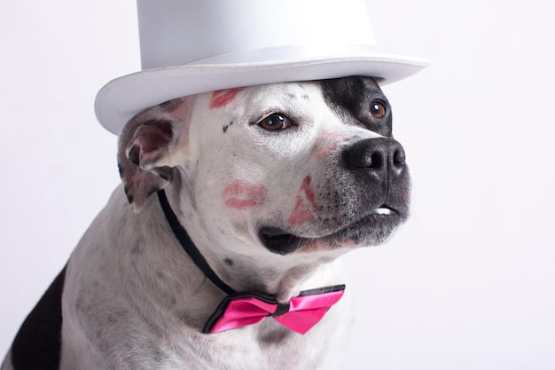 Ein modischer schwarz-weißer Hund in einem Hut mit Brille und Oberhut Werbung für Haustiere versorgt ein Haustier