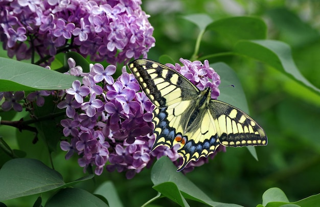 Ein Monarchfalter auf einer lila Blume