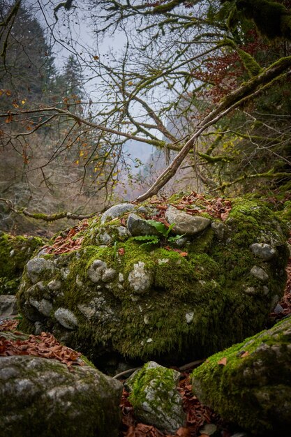 Ein moosbedeckter Felsen im Wald mit einem Baum im Hintergrund