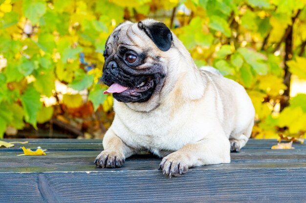 Ein Mops auf einer Bank in einem Herbstpark