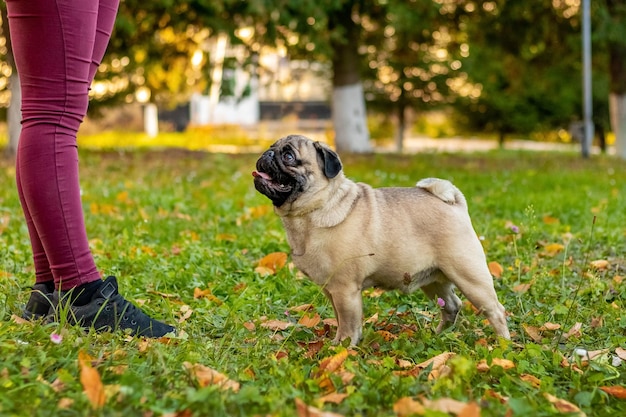 Ein Mops in einem Herbstpark sieht seinen Besitzer genau an