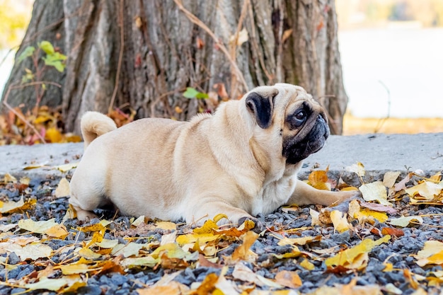 Ein Mops liegt im Herbst in einem Park auf dem Asphalt zwischen abgefallenen Blättern