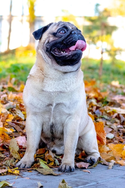 Ein Mops sitzt im Park zwischen gelben Blättern