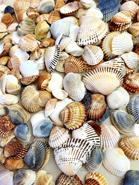 Foto ein muster von muscheln marine hintergrund