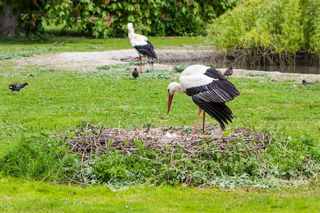 Ein Mutterstorch füttert seine jungen Setzlinge, die Mutter gibt die Nahrung, die sie vorher selbst verdaut hat