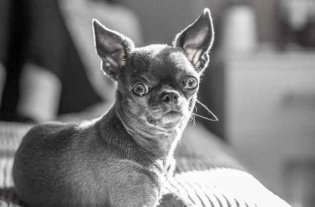 Ein Nahaufnahmebild zeigt einen niedlichen Chihuahua-Welpen eines Haussäugers