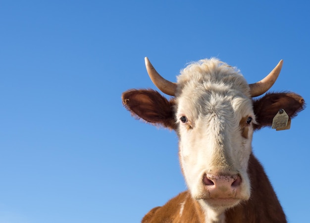 Ein Nahporträt einer rothaarigen Farmkuh mit einem weißen Fleck im Gesicht und freundlichen, intelligenten Augen Eine Kuh steht im Frühjahr auf der Koppel eines Bauern, eine Kopie des Raums