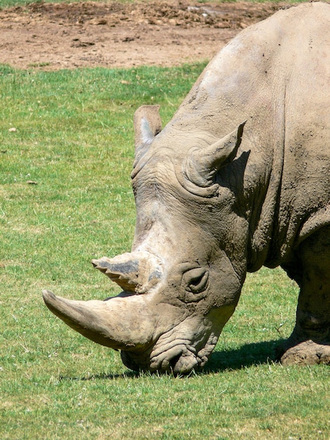 Ein Nashorn frisst Gras