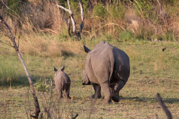Ein Nashorn geht auf dem Feld spazieren