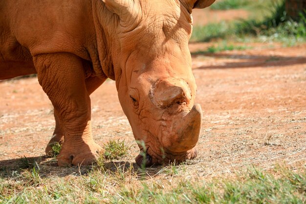 Ein Nashorn grast auf einem Feld im Gras.