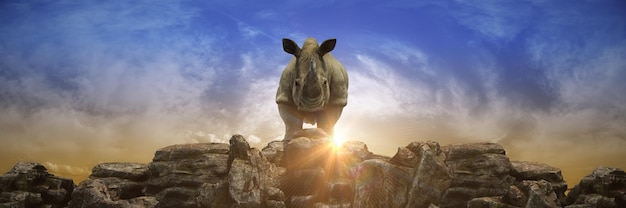 Ein Nashorn steht auf einem Felsen vor blauem Himmel.