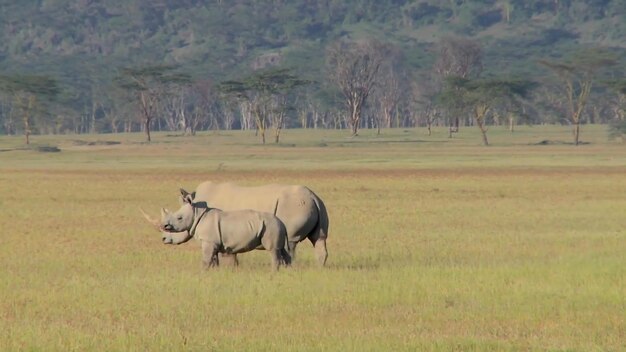 Ein Nashorn und ihr Kalb grasen auf einem Feld