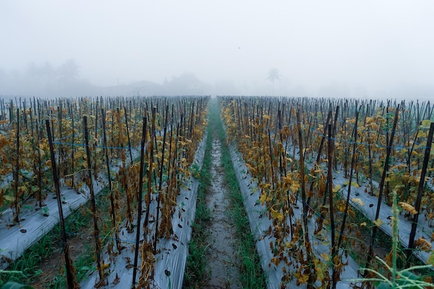 Ein nebliger Morgen im Weinberg