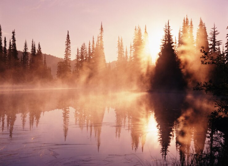 Foto ein nebliger see mit bäumen und einem wald im hintergrund