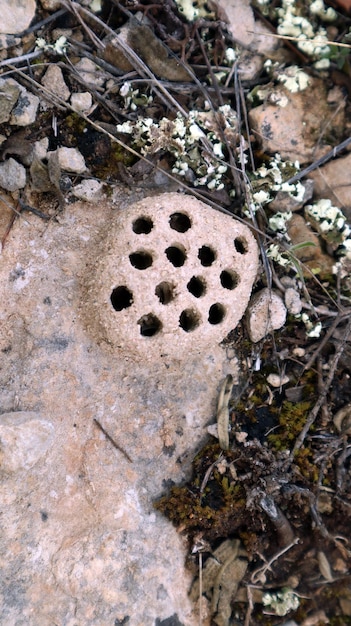 Ein Nest wilder Wespen aus Ton auf einem Stein in den Bergen. Spanien