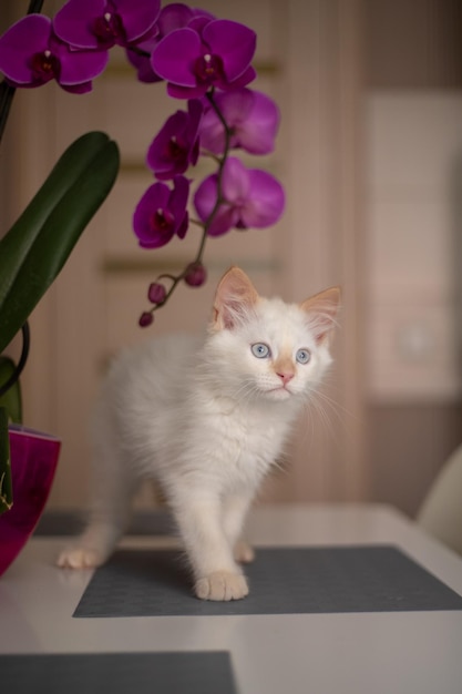 Ein nettes schönes inländisches Kätzchen mit Orchideenblume Die Katze riecht die Anlage Nettes Foto eines Haustieres i