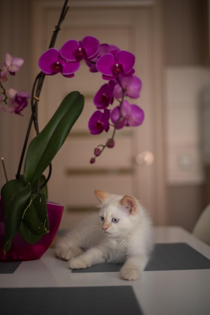 Ein nettes schönes inländisches Kätzchen mit Orchideenblume Die Katze riecht die Anlage Nettes Foto eines Haustieres i