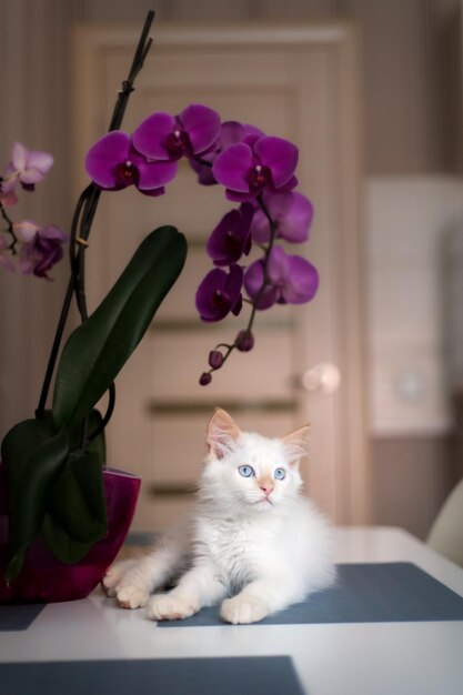 Ein nettes schönes inländisches Kätzchen mit Orchideenblume Die Katze riecht die Anlage Nettes Foto eines Haustieres i