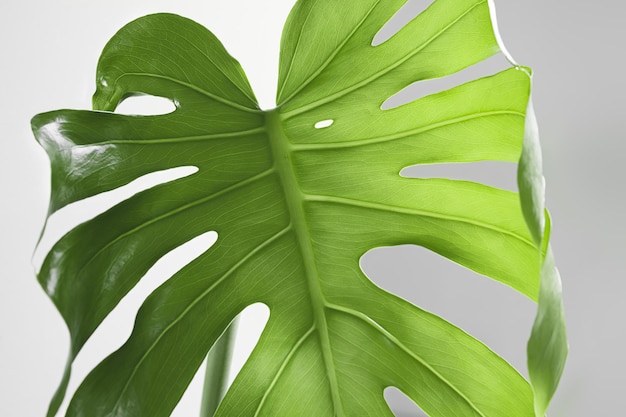 Ein neues Blatt Monstera