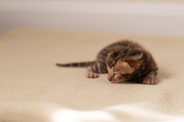 Foto ein neugeborenes bengalkätzchen mit noch geschlossenen augen auf einer beigen decke