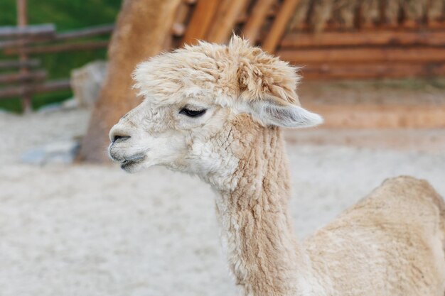 Ein neugieriges Alpaka posiert für ein Foto Lustig aussehendes Alpaka auf dem Bauernhof