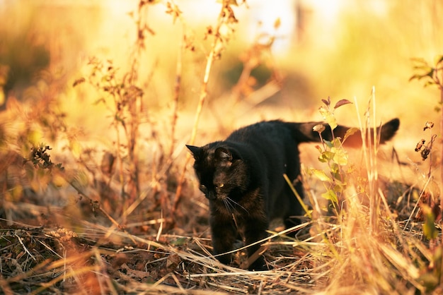 Ein neugieriges schwarzes Kätzchen erkundet einen ruhigen Garten. Hübsche Haustierkatze mit leuchtend gelben Augen genießt die Natur im Freien. Bezaubernde Katze entdeckt die Schönheit des Hinterhofs