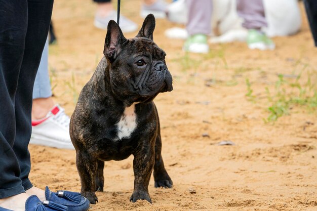 Ein niedlicher französischer Bulldog zeigt sich während einer Hundeausstellung