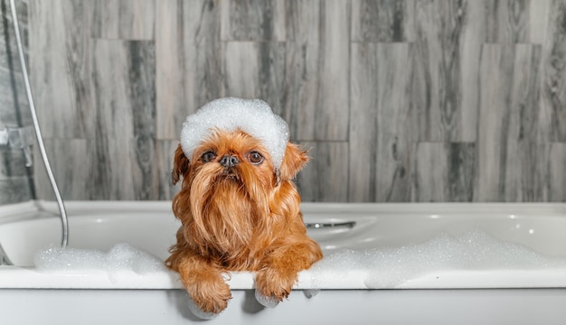 Ein niedlicher kleiner Griffon-Hund nimmt ein Schaumbad mit seinen Pfoten oben auf dem Rand der Wanne