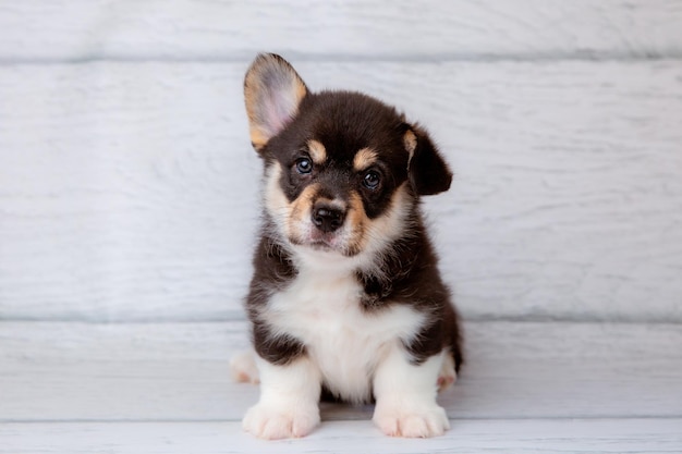 Foto ein niedlicher walisischer corgi-hund auf einem hellen holzhintergrund