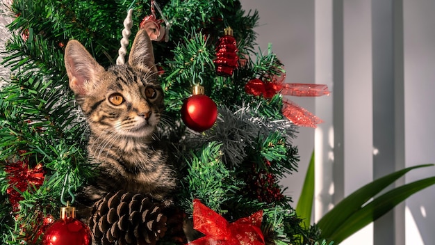 Foto ein niedliches kätzchen auf dem weihnachtsbaum bricht spielerisch einige der schönen dekorationen