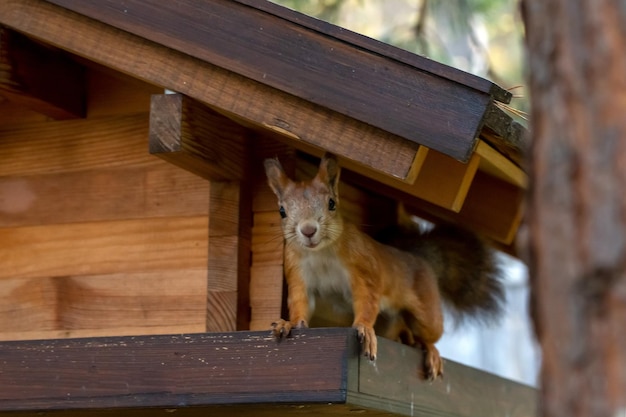 Ein niedliches rotes Eichhörnchen sitzt in einem Futterhäuschen aus Holz und schaut direkt in die Kamera. Wilde Tiere kümmern sich um die Umwelt