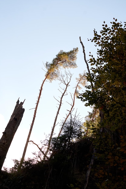 Ein niedriger Winkel von hohen Bäumen in Herbstfarben vor blauem Himmel, Wanderweg in Beaufort, Luxemburg.