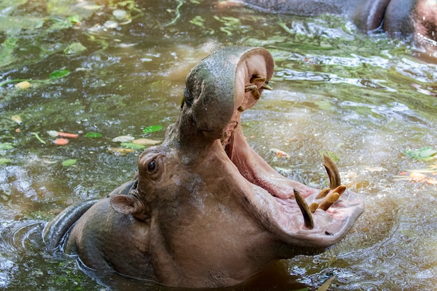 ein Nilpferd auf dem Wasser. Wilde Tiere.