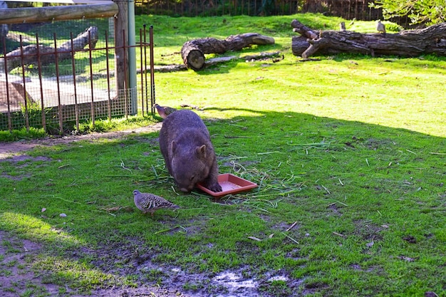 ein Nilpferd isst aus einem Tablett in einem Zoo